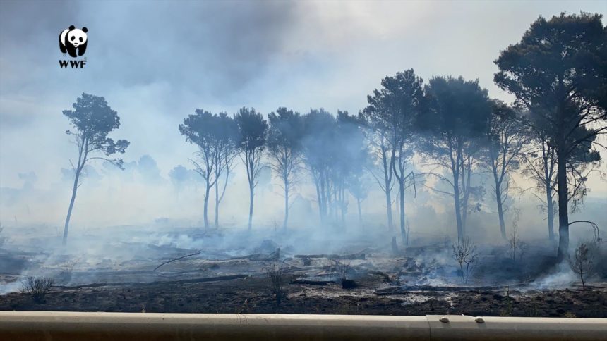 WWF  azioni concrete per contrastare gli incendi