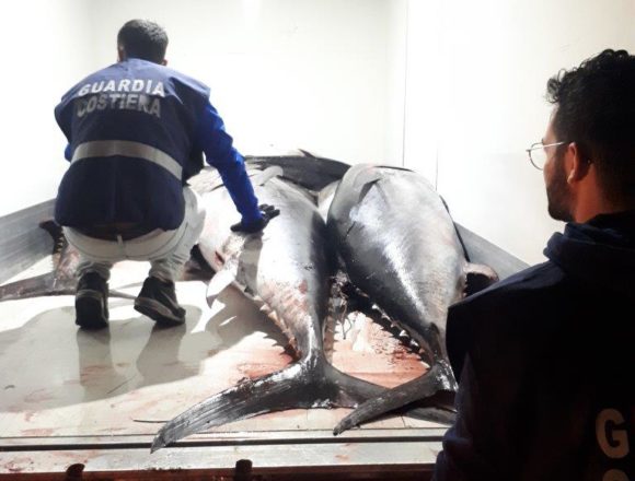 Pesca illegale di tonno rosso: sequestrati 15 esemplari per oltre 18 quintali. Devoluto in beneficienza Pesca illegale di tonno rosso: sequestrati 15 esemplari per oltre 18 quintali. Devoluto in beneficienza