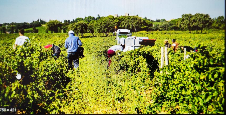 Misure rigorose necessarie per proteggere i lavoratori stagionali Misure rigorose necessarie per proteggere i lavoratori stagionali