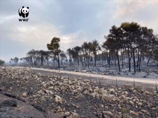 WWF: In Sicilia, per combattere gli incendi serve straordinaria normalità