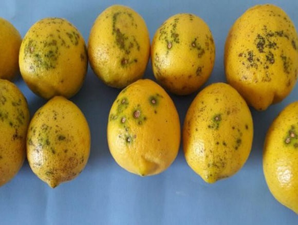 Attenzione ai limoni con la “macchia nera”