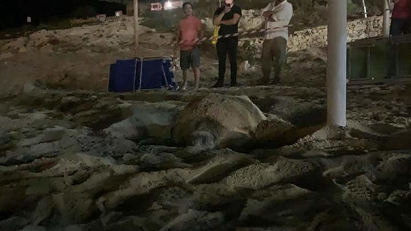 Un esemplare di tartaruga marina Caretta Caretta ha nidificato sulla spiaggia di Lampedusa