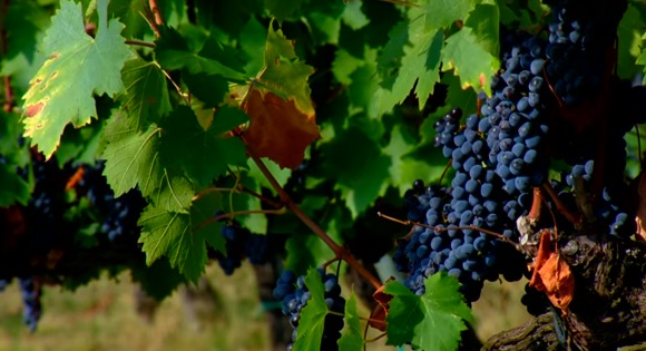 Misure regionali di sostegno per l’agricoltura. Pronta la graduatoria per il bando “vendemmia verde”