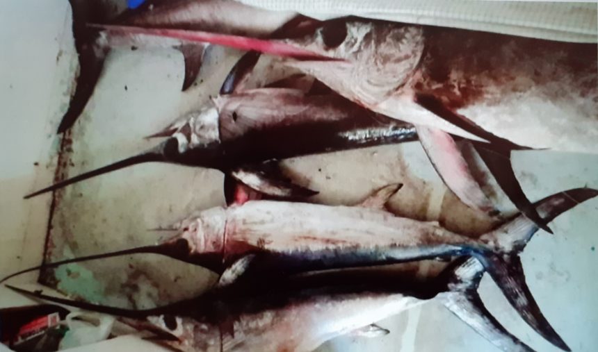 Sequestrati  dalla Guardia Costiera di Marsala 60 Kg di pescespada ad un peschereccio
