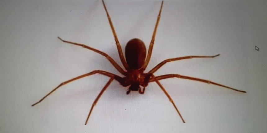 Marsala, donna muore per il  morso di un ragno “violino”, un velenoso esemplare tropicale di “Loxosceles rufescens”