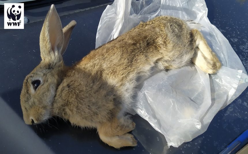 Caccia, domani in Sicilia la “pre-apertura” della stagione. Colombaccio, gazza, ghianadaia, tortora e coniglio nel mirino di 25 mila doppiette. Bonfanti (WWF): “Dopo il fuoco degli incendi arrivano le pallottole dei fucili…per la fauna siciliana sarà un massacro”