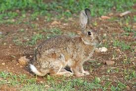 Caccia, Lo Curto:” Bene assessore Bandiera su nuovo calendario venatorio che rende possibile la caccia al coniglio selvatico”