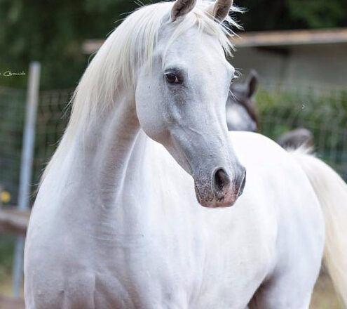 Tutto pronto per la “Trapani Arabian Horse Cup”. Lo show si svolgerà sabato 3 e domenica 4 ottobre Tutto pronto per la “Trapani Arabian Horse Cup”. Lo show si svolgerà sabato 3 e domenica 4 ottobre