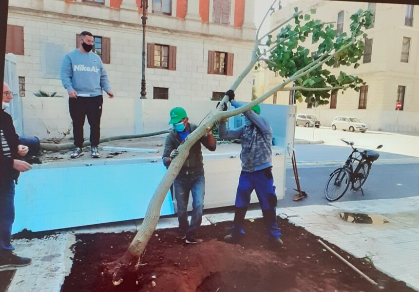 Due nuove eritrine messe a dimora nella piazza Vittorio Veneto di Trapani