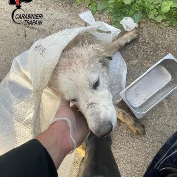 Soccorso dai Carabinieri un cane gravemente ferito