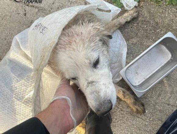 Soccorso dai Carabinieri un cane gravemente ferito Soccorso dai Carabinieri un cane gravemente ferito