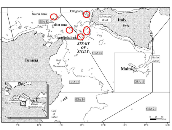 L’AGCI-Agrital e il Settore Pesca AGCI Sicilia  esprimono contrarietà alla realizzazione del parco eolico off shore Renexia