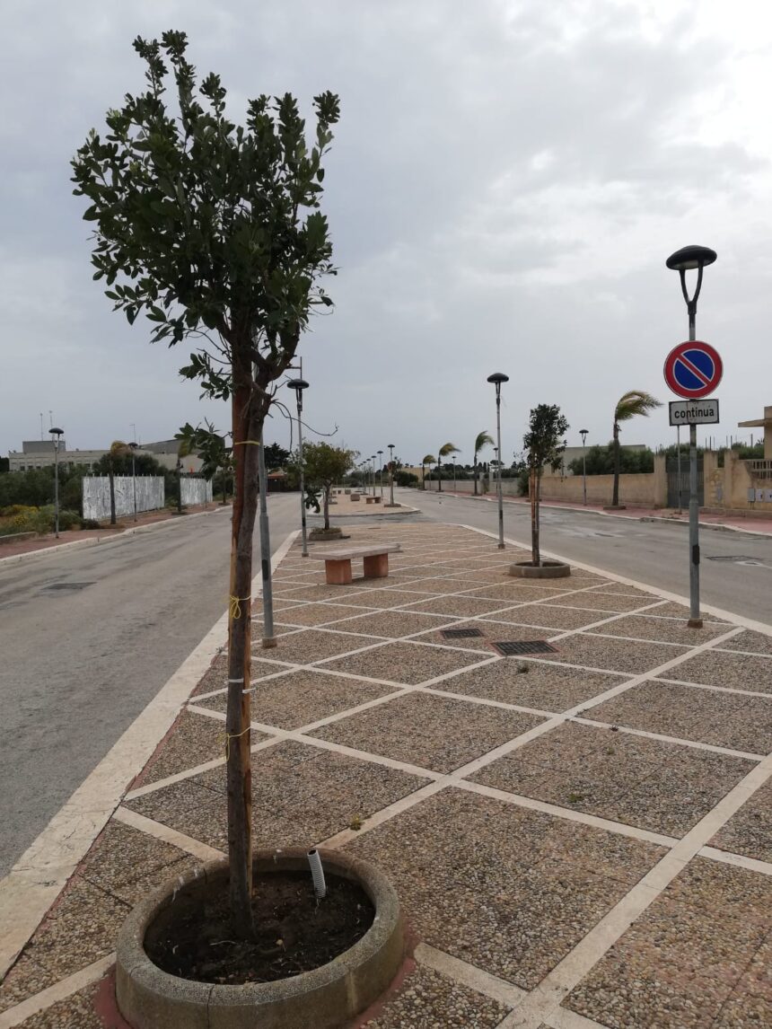 Nuovi alberi piantati sul territorio di Petrosino