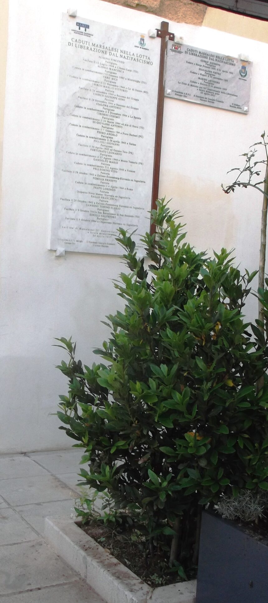 Un seme germoglia dopo quindici anni