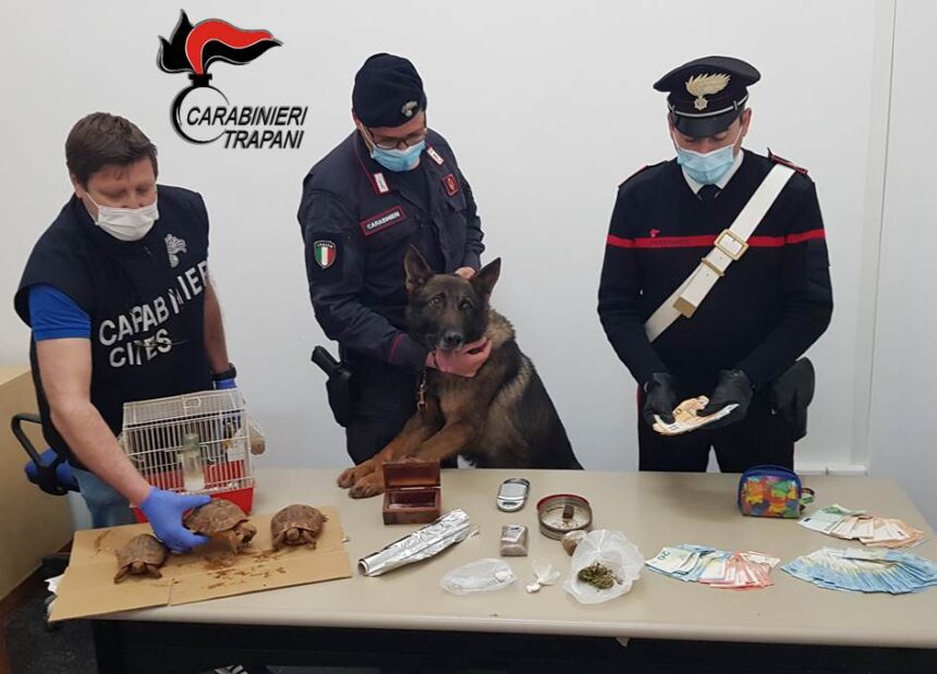 Trapani. Blitz dei Carabinieri: famiglia deteneva illegalmente non solo droga ma anche animali protetti