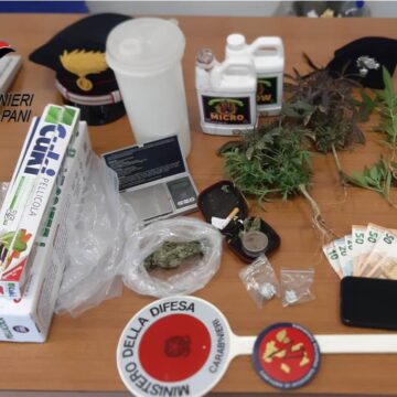 Alcamo. Coltivava marijuana per spacciarla: i Carabinieri arrestano 38enne