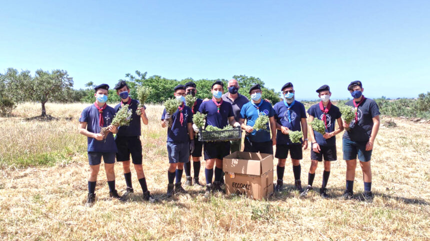 Selinunte, gli scout raccolgono l’origano della legalità nel fondo confiscato