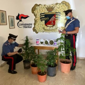 Petrosino. Pollice verde, ma per la coltivazione di cannabis: arrestato dai Carabinieri