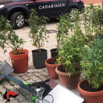 Afghan kush, la nuova varietà di canapa indiana. Scoperta a Pantelleria. Un arresto dei Carabinieri