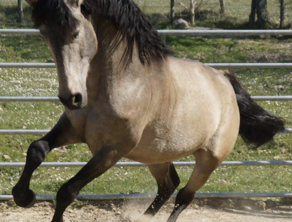 Tenuta ad Ambelia, oggi sabato 3 luglio gli appuntamenti da non perdere al Corcorso Ippico Fierambelia Top Jumpingring Trinacria Tenuta ad Ambelia, oggi sabato 3 luglio gli appuntamenti da non perdere al Corcorso Ippico Fierambelia Top Jumpingring Trinacria