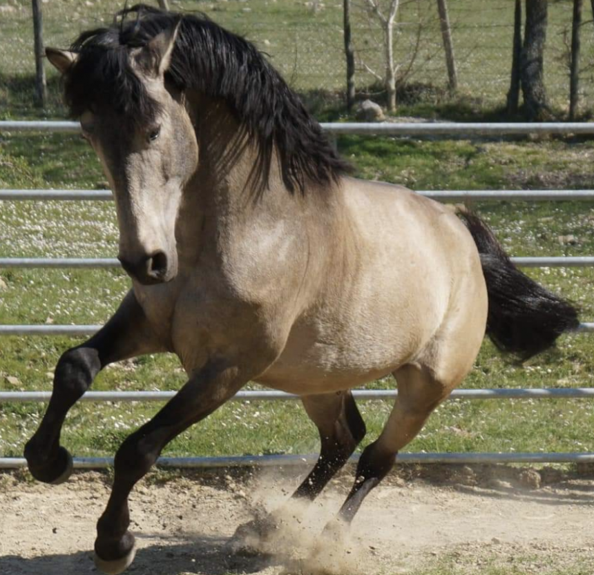 Tenuta ad Ambelia, oggi sabato 3 luglio gli appuntamenti da non perdere al Corcorso Ippico Fierambelia Top Jumpingring Trinacria