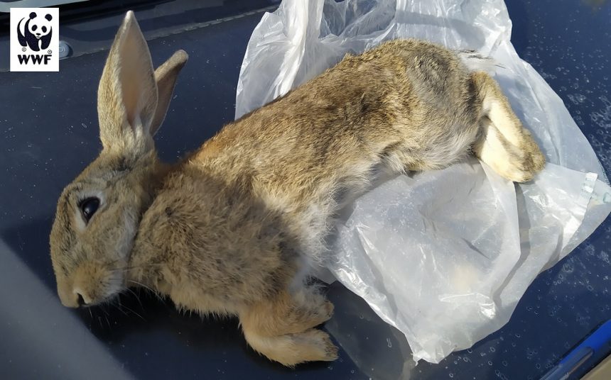 Attivo da oggi il servizio rilascio tesserini venatori. Operativi gli uffici di Via Garibaldi e quelli periferici