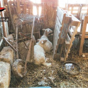 Trapani: animali abbandonati e tenuti in precarie condizioni igienico sanitarie. Denunciato 73enne trapanese