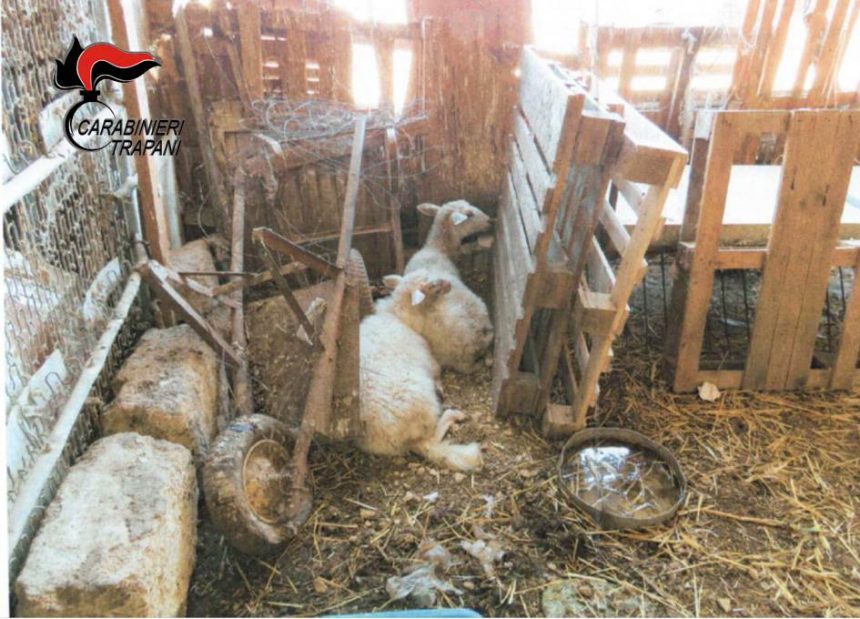 Trapani: animali abbandonati e tenuti in precarie condizioni igienico sanitarie. Denunciato 73enne trapanese