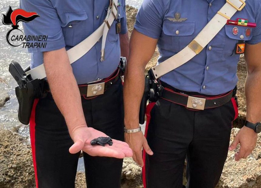 Salvata dai Carabinieri una tartaruga Caretta Caretta