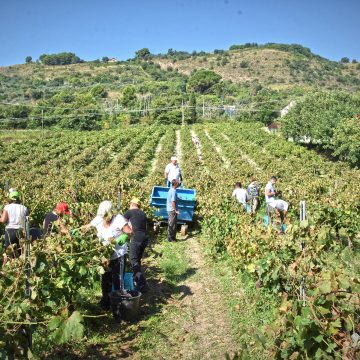 Salemi, sabato la vendemmia della legalità