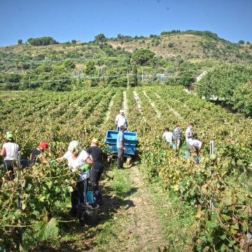 Salemi, sabato la vendemmia della legalità