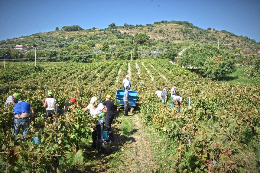 Salemi, sabato la vendemmia della legalità
