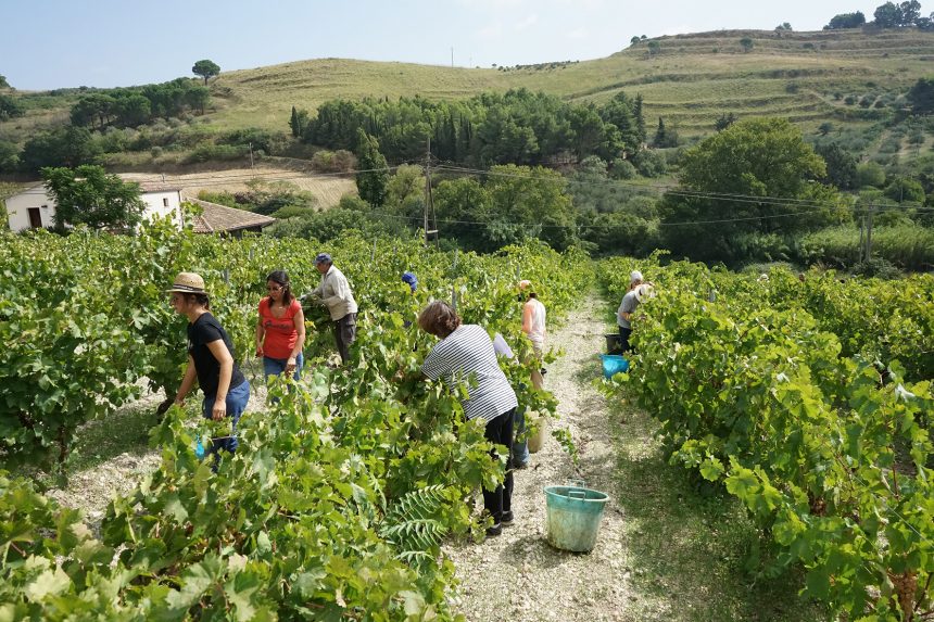 Salemi, vendemmia della legalità con 30 volontari nel vigneto confiscato