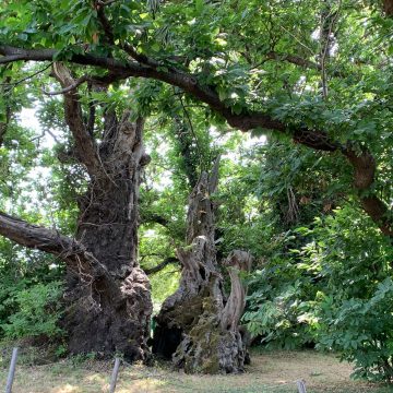 Ambiente, il “Castagno dei 100 cavalli” di Sant’Alfio finalista come albero dell’anno