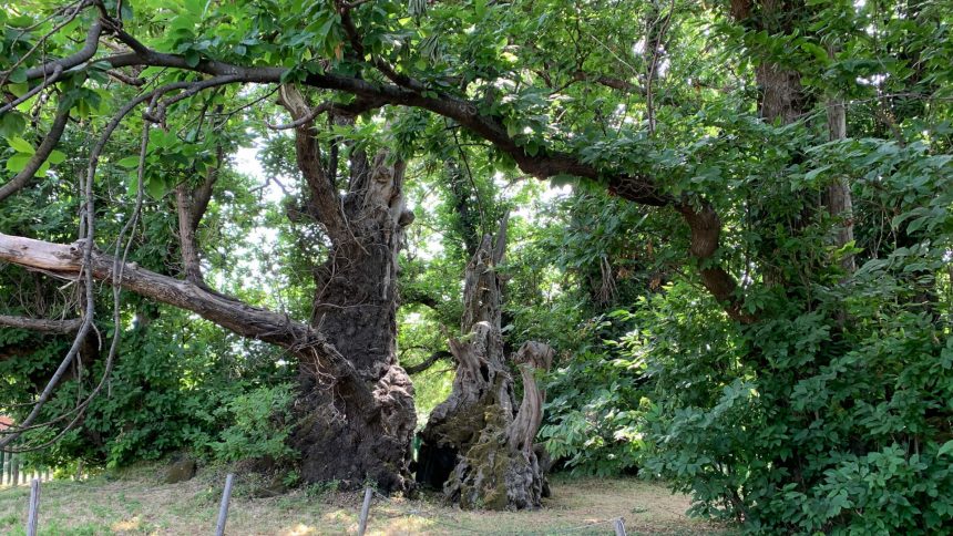 Ambiente, il “Castagno dei 100 cavalli” di Sant’Alfio finalista come albero dell’anno