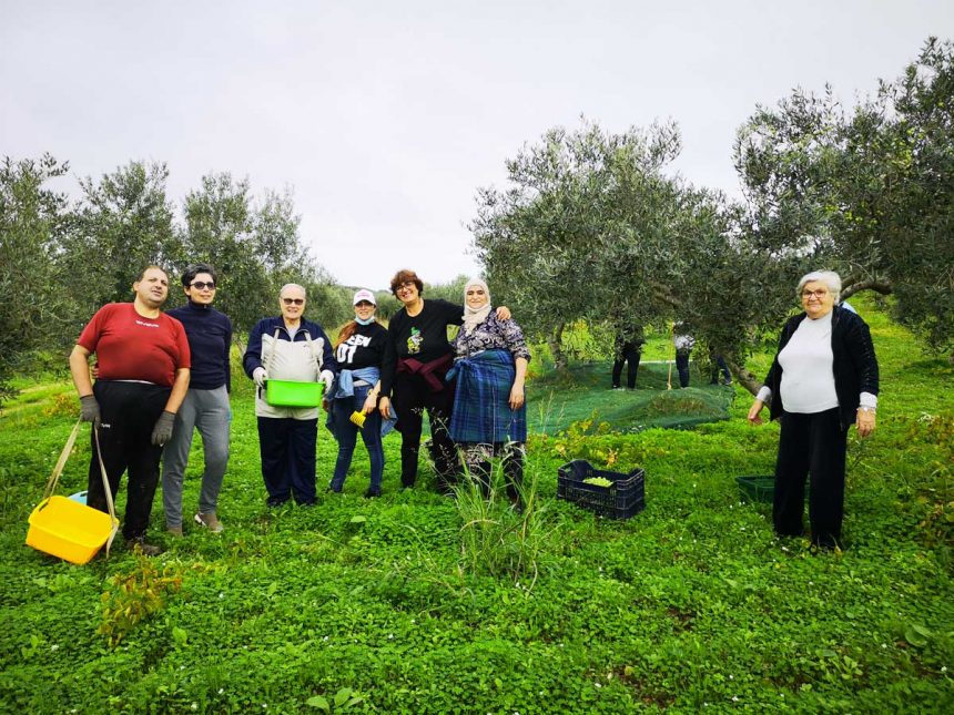 A Selinunte raccolte le olive nel fondo confiscato