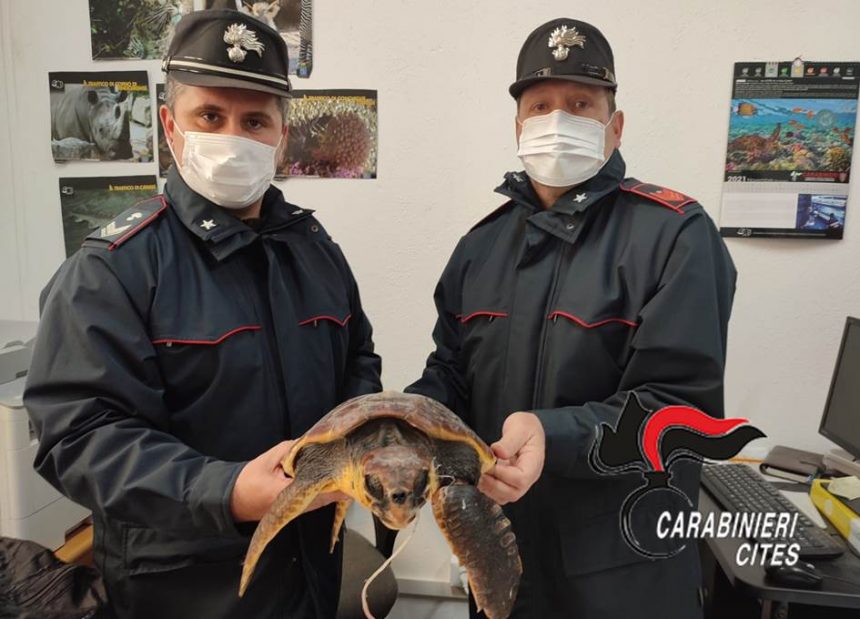 Salvato un esemplare di tartaruga Caretta caretta dai carabinieri forestali del Centro Anticrimine Natura di Palermo