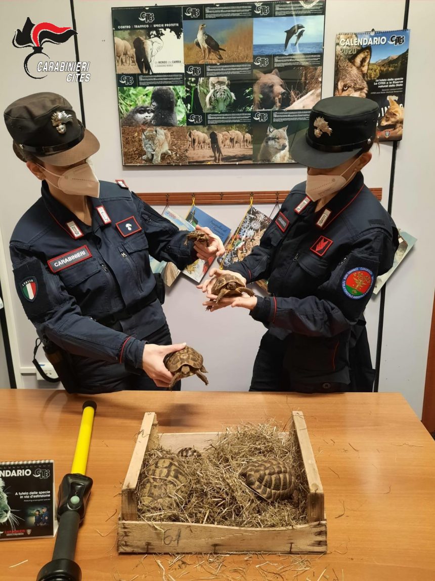 Traffico di animali in via d’estinzione, carabinieri forestali denunciano 23 persone e sequestrano oltre 260 esemplari di animali appartenenti a specie protette