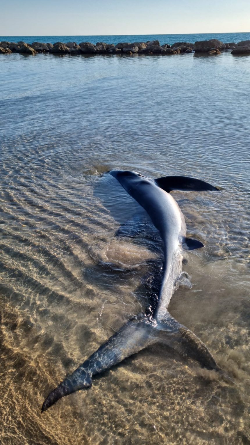 Sciacca, uno squalo azzurro fa nascere in spiaggia 9 piccoli. Sono stati salvati da 4 donne con la Guardia Costiera