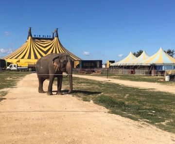 A Marsala le grandi attrazioni internazionali del Circo Rinaldo Orfei