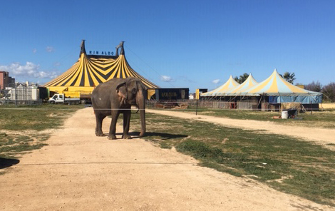 A Marsala le grandi attrazioni internazionali del Circo Rinaldo Orfei