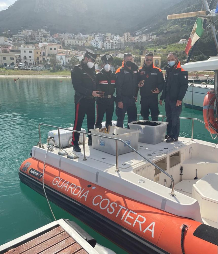 Castellammare del Golfo. Circa 1000 ricci di mare pescati illegalmente: Carabinieri e Capitaneria di Porto li recuperano rigettandoli in mare