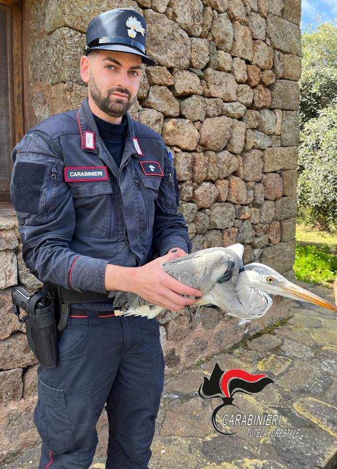 Un esemplare di airone ferito è stato salvato dai carabinieri a Pantelleria