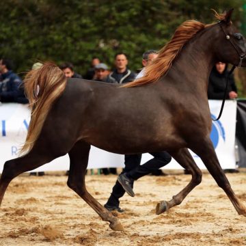 Sport equestri, sabato e domenica la “Fiera mediterranea del cavallo” per la prima volta all’ippodromo di Palermo
