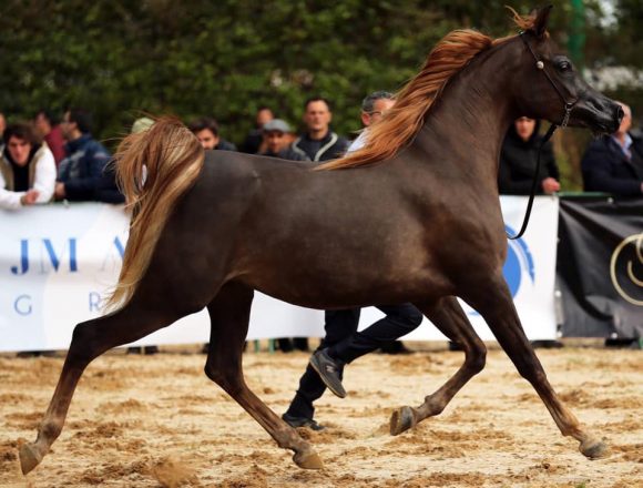 Sport equestri, sabato e domenica la “Fiera mediterranea del cavallo” per la prima volta all’ippodromo di Palermo Sport equestri, sabato e domenica la “Fiera mediterranea del cavallo” per la prima volta all’ippodromo di Palermo