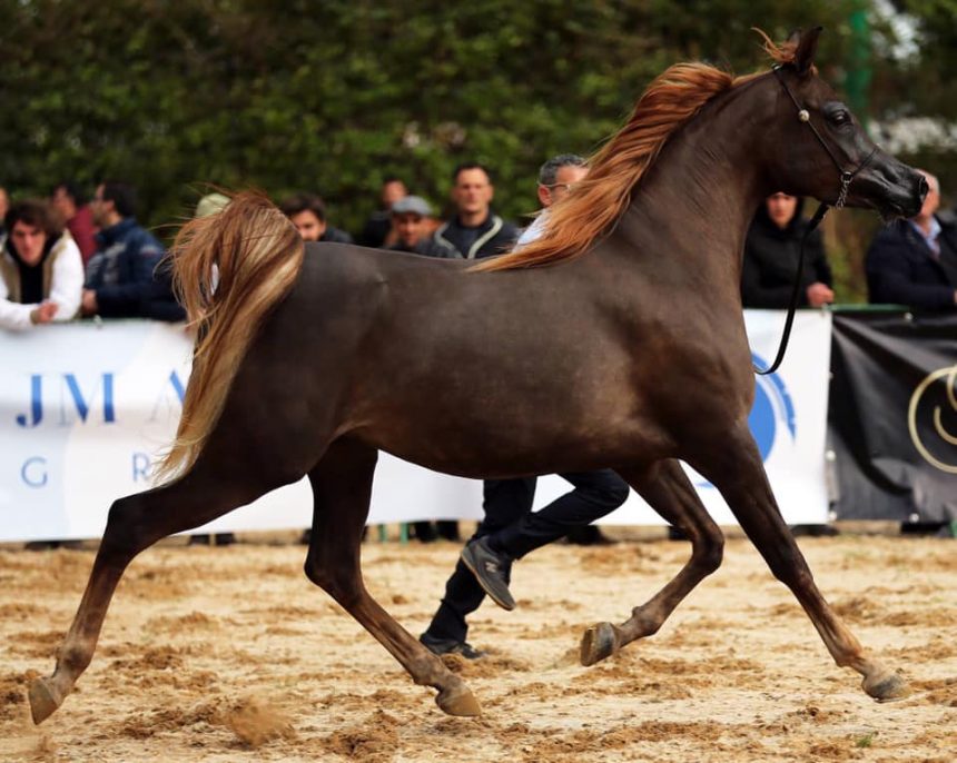 Sport equestri, sabato e domenica la “Fiera mediterranea del cavallo” per la prima volta all’ippodromo di Palermo
