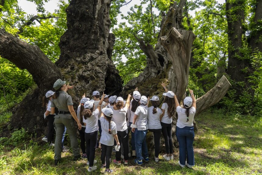 Alberi monumentali, la Regione al convegno internazionale a Palermo: nuova strategia di valorizzazione