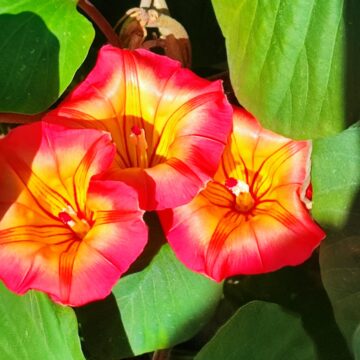 Proposta del Vomere: “La primavera nei balconi di Marsala”