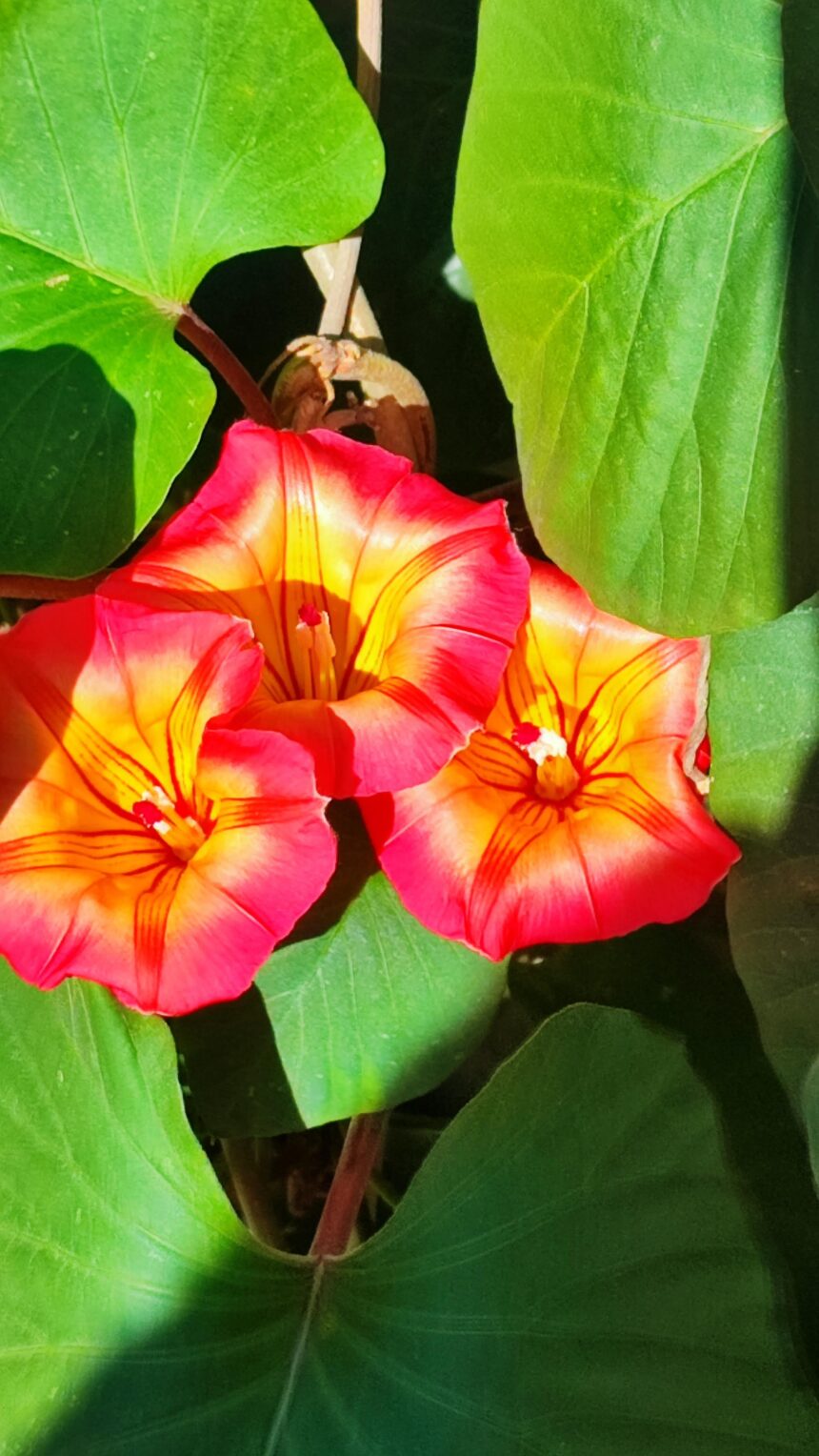 Proposta del Vomere: “La primavera nei balconi di Marsala”