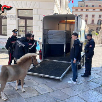 La corsa dei pony virale in rete: trovato dai Carabinieri uno dei cavalli, denunciato il proprietario 28enne